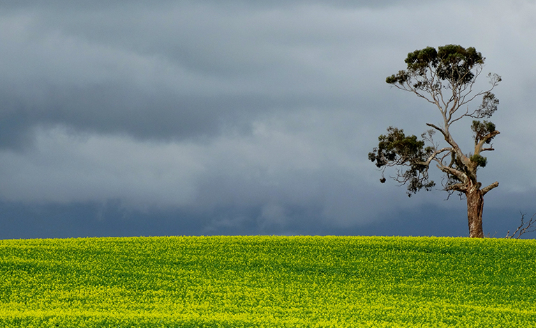Buyers actively trying to buy grain - Cropping update - October 22