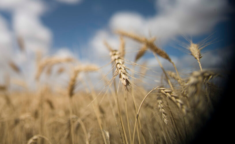 Harvest pressure on prices - Cropping update - December 22 