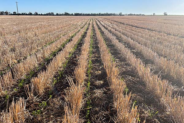 Uplift in grain buyer appetite - Cropping Update  - June