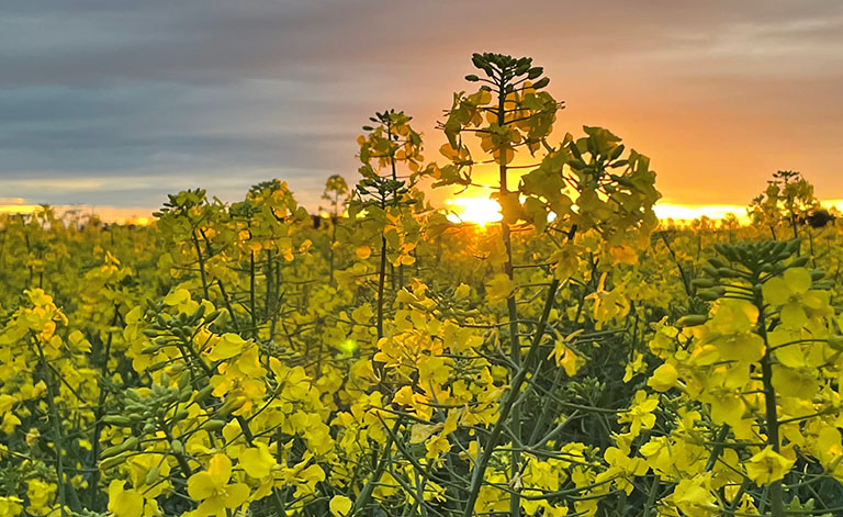 Grain moving from Ukraine weighs on grain - Cropping update - August 22