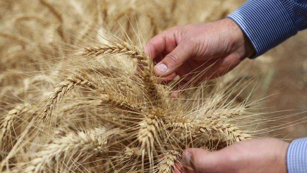 The Advertiser - Elders launches new grain trade business with 20 per cent stake in CGX