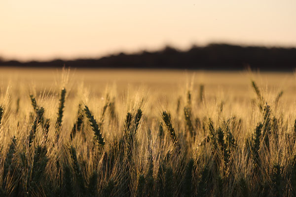 Weather is driving grain prices - Cropping Update - May