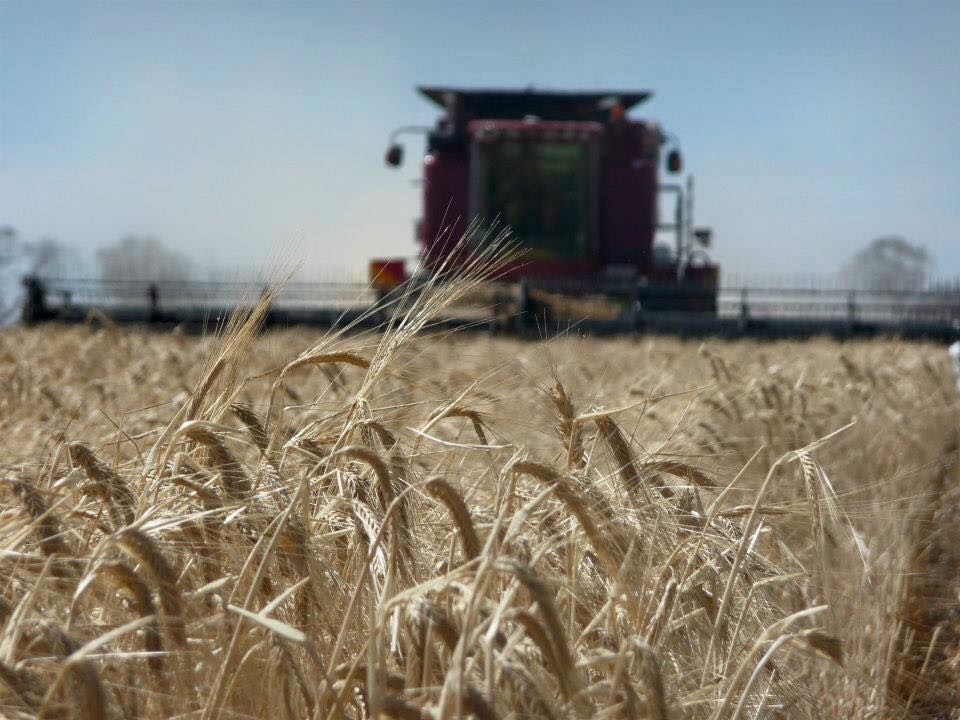 Growers managing grain sales during harvest - Cropping update November