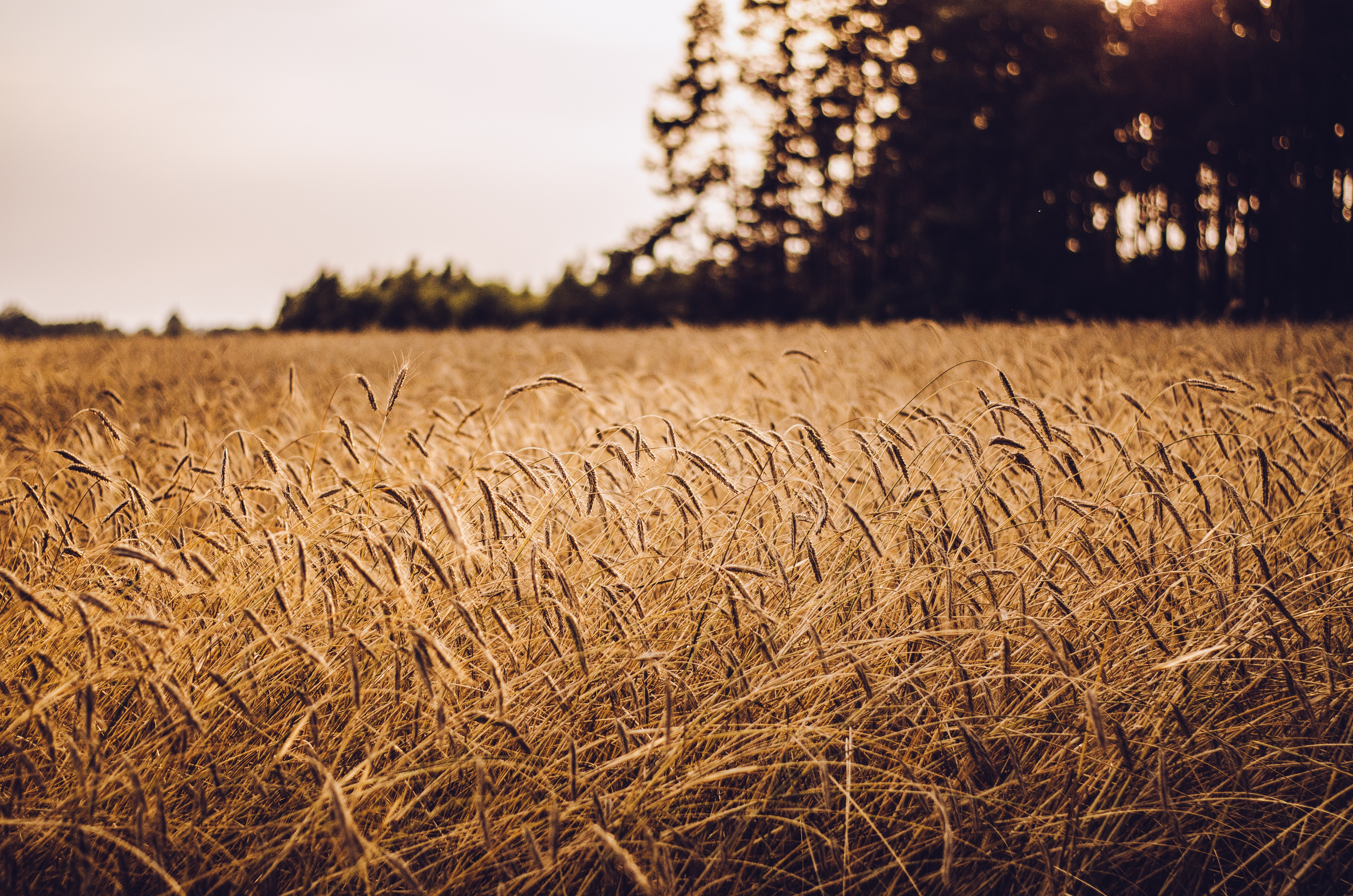 Growers can impact their grain prices this harvest.