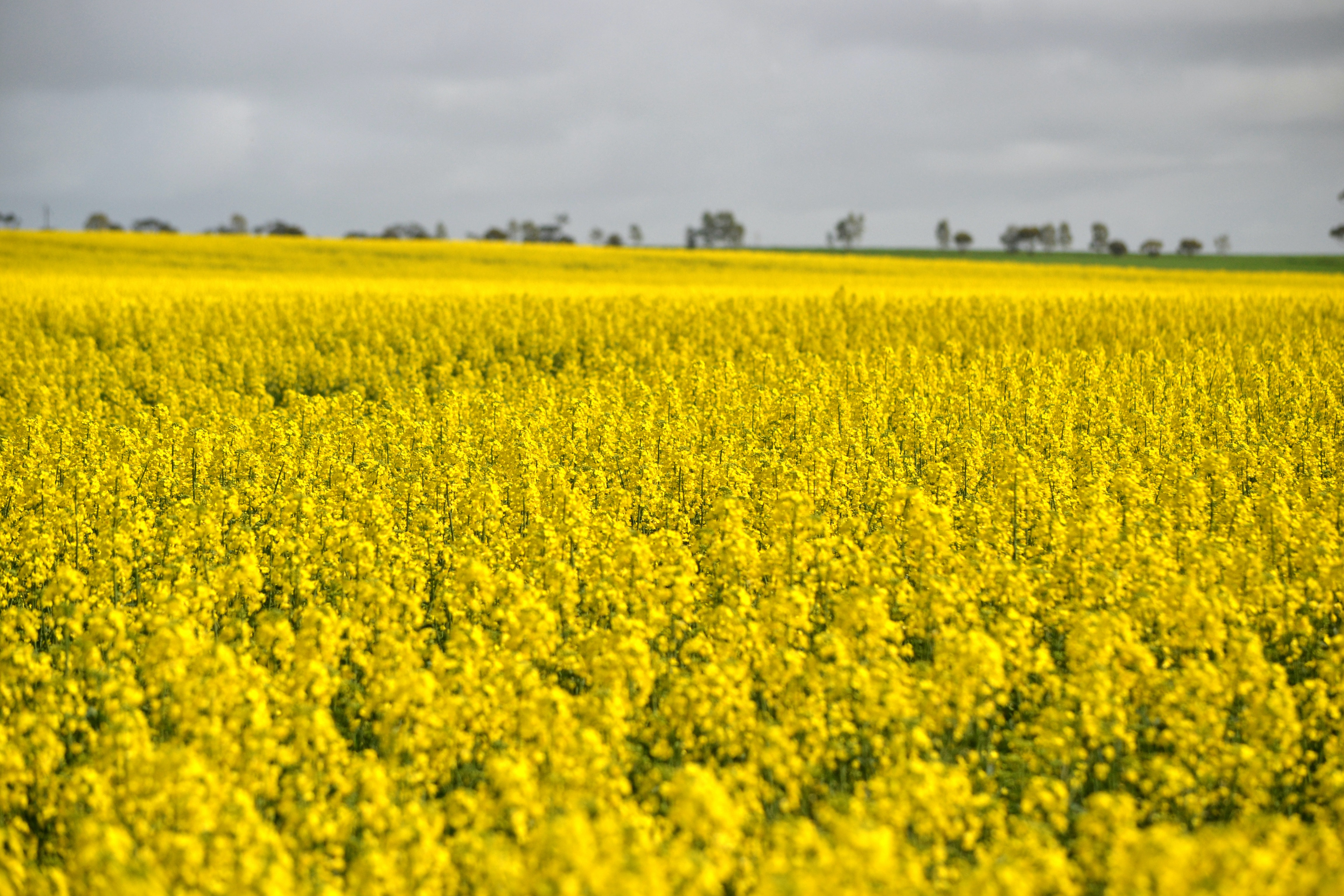 Get FULL value for your canola on CGX